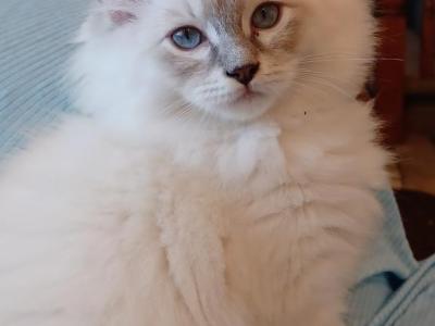 Charlotte's Blue Mitted Lynx Boy Green Collar - Ragdoll - Gallery Photo #1