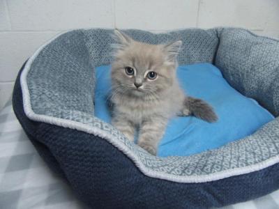 Ragdoll Kittens - Ragdoll - Gallery Photo #1