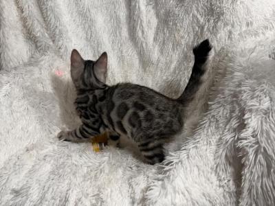 Silver Male Named Captain - Bengal - Gallery Photo #1