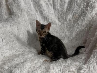 Brown Marble Female Named Rosie - Bengal - Gallery Photo #1