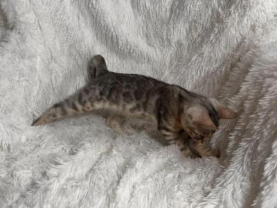 Silver Male Named Maverick - Bengal - Gallery Photo #1