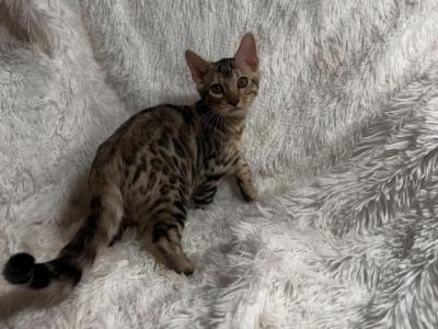 Silver Male Named Bandit - Bengal - Gallery Photo #1