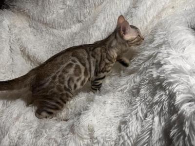 Silver Female Named Lacy - Bengal - Gallery Photo #1