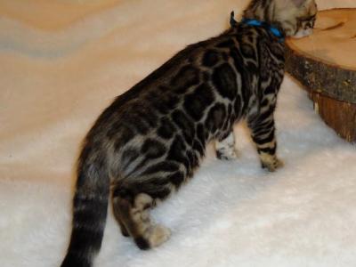 Brown Female And Males Bengal Kittens - Bengal - Gallery Photo #1