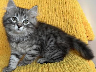 Siberian Forest Kitten - Siberian - Gallery Photo #1