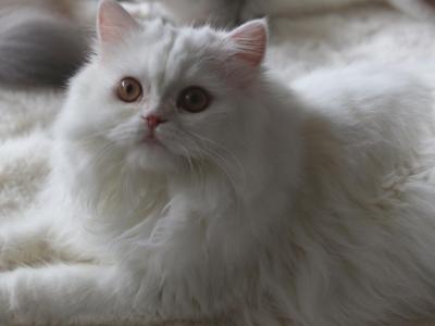 Snow AMKCattery - Persian - Gallery Photo #1