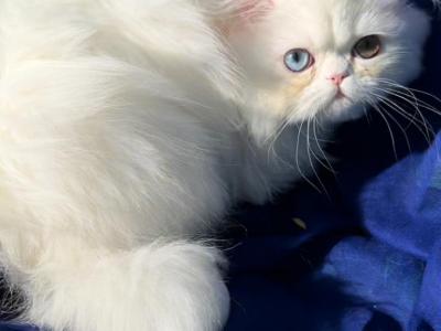 CFA Registered Beautiful Dollface White Female - Persian - Gallery Photo #1