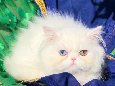 CFA Registered Beautiful Dollface White Female - Persian - Gallery Photo #1