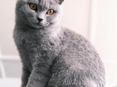 Ashton - British Shorthair - Gallery Photo #1