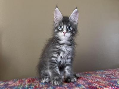 Prestige Mainecoon Kitten - Maine Coon - Gallery Photo #1