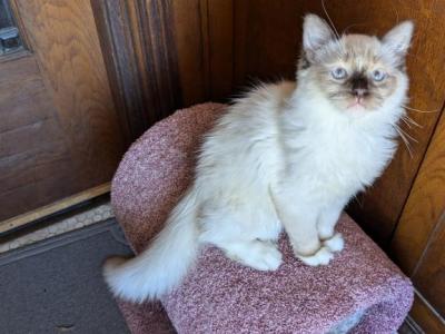 TICA Mitted Ragdoll Kitten Male - Ragdoll - Gallery Photo #1