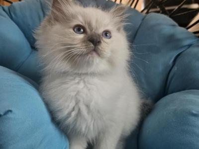 Litter I - Ragdoll - Gallery Photo #1