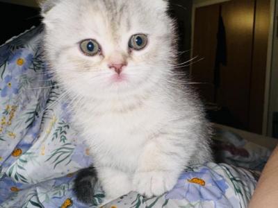 Summer - Scottish Fold - Gallery Photo #1