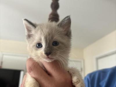 Miss Kittys Babies - Ragdoll - Gallery Photo #1