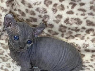 Sphynx Kittens - Sphynx - Gallery Photo #1