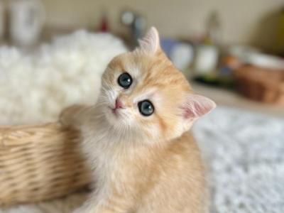 TICA Registered Golden British Shorthair Kittens - Brazilian Shorthair - Gallery Photo #1