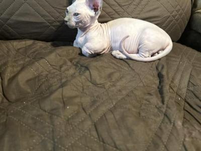 Lacy Bambino - Sphynx - Gallery Photo #1