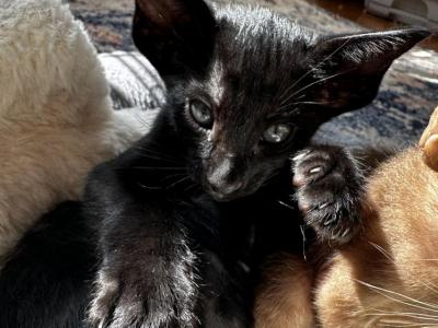 EBONY BLACK MALE KITTEN OSH ORIENTAL SHORTHAIR - Oriental - Gallery Photo #1