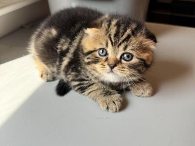 Male Fold - Scottish Fold - Gallery Photo #1