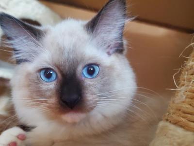 Sampson Seal Point Mitted Ragdoll - Ragdoll - Gallery Photo #1