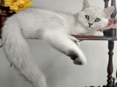 Masha British Kitten - British Shorthair - Gallery Photo #1