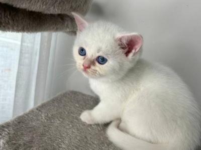 White And Tabby Coat Scottish Kittens - Scottish Fold - Gallery Photo #1