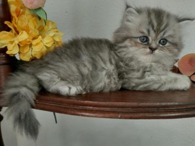 Persian Male And Female Kittens - Persian - Gallery Photo #1