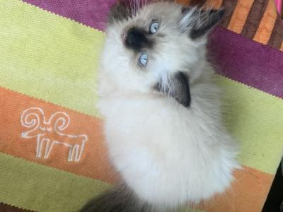 Lady - Ragdoll - Gallery Photo #1