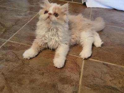 Gorgeous Exotic Short Hair Persian Kitten - Persian - Gallery Photo #1