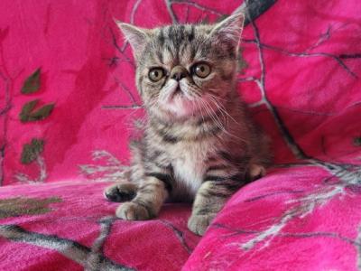 Exotic Short Haired Persian Kitten Available - Exotic - Gallery Photo #1