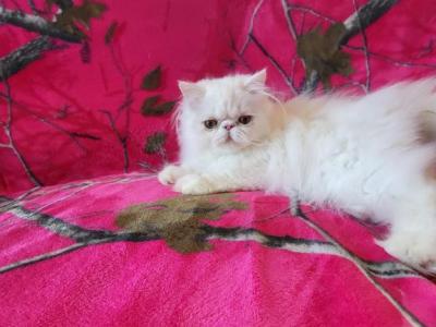 White Long Hair Persian Kitten - Persian - Gallery Photo #1