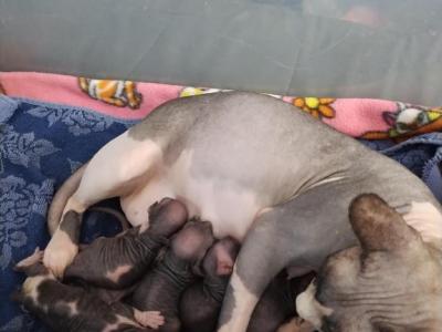 Noelle Kittens - Sphynx - Gallery Photo #1