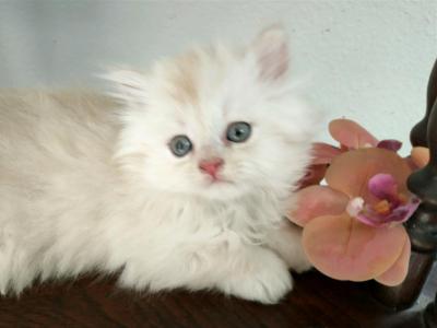 Persian Male Kittens - Persian - Gallery Photo #1