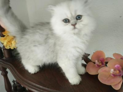 Persian Kitten - Persian - Gallery Photo #1