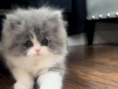 Rare Persian Kittens - Persian - Gallery Photo #1