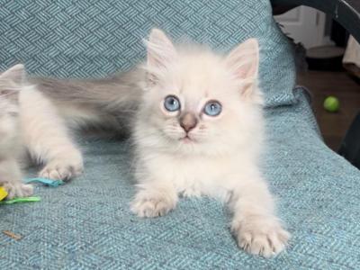 Lynx Babies - Ragdoll - Gallery Photo #1