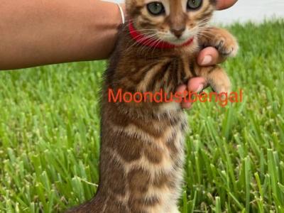 Lucy - Bengal - Gallery Photo #1