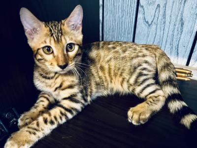 Absolutely Stunning Purebred Bengal Kittens S - Bengal - Gallery Photo #1