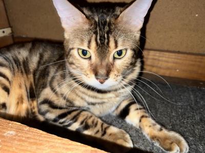 Stunning Bengal Cat Available For Adopt - Bengal - Gallery Photo #1