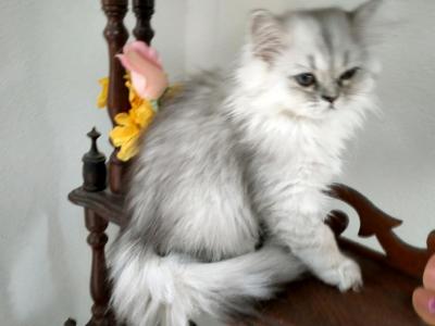 Persian Females Kittens - Persian - Gallery Photo #1