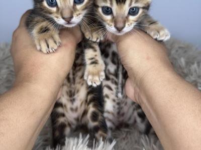 Z Litter - Bengal - Gallery Photo #1