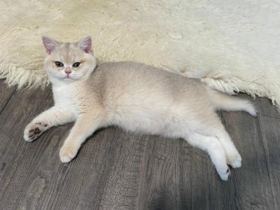 Sparkle Blue Golden - British Shorthair - Gallery Photo #1