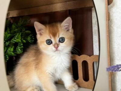 Two Cuties Kitties - British Shorthair - Gallery Photo #1