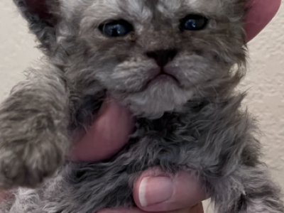 Selkirk Rex Litter Curly Long Hair - Selkirk Rex - Gallery Photo #1