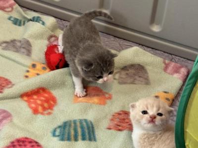 Scottish Folds - Scottish Fold - Gallery Photo #1