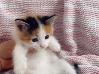 Calico Sweetheart - Domestic - Gallery Photo #1