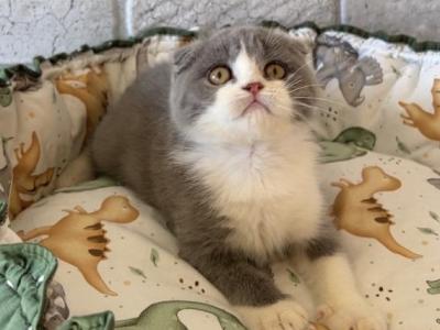 Fuji - Scottish Fold - Gallery Photo #1