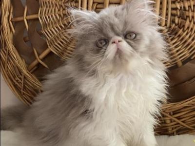 Delcie  The Lilac And White Persian - Persian - Gallery Photo #1