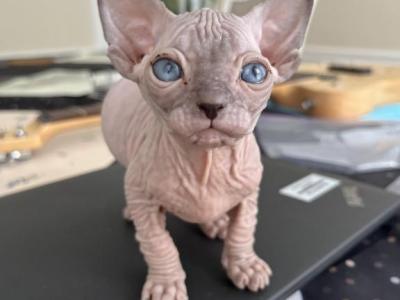 Pinky - Sphynx - Gallery Photo #1