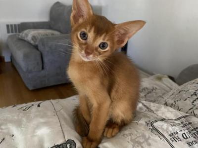 Mocha - Abyssinian - Gallery Photo #1